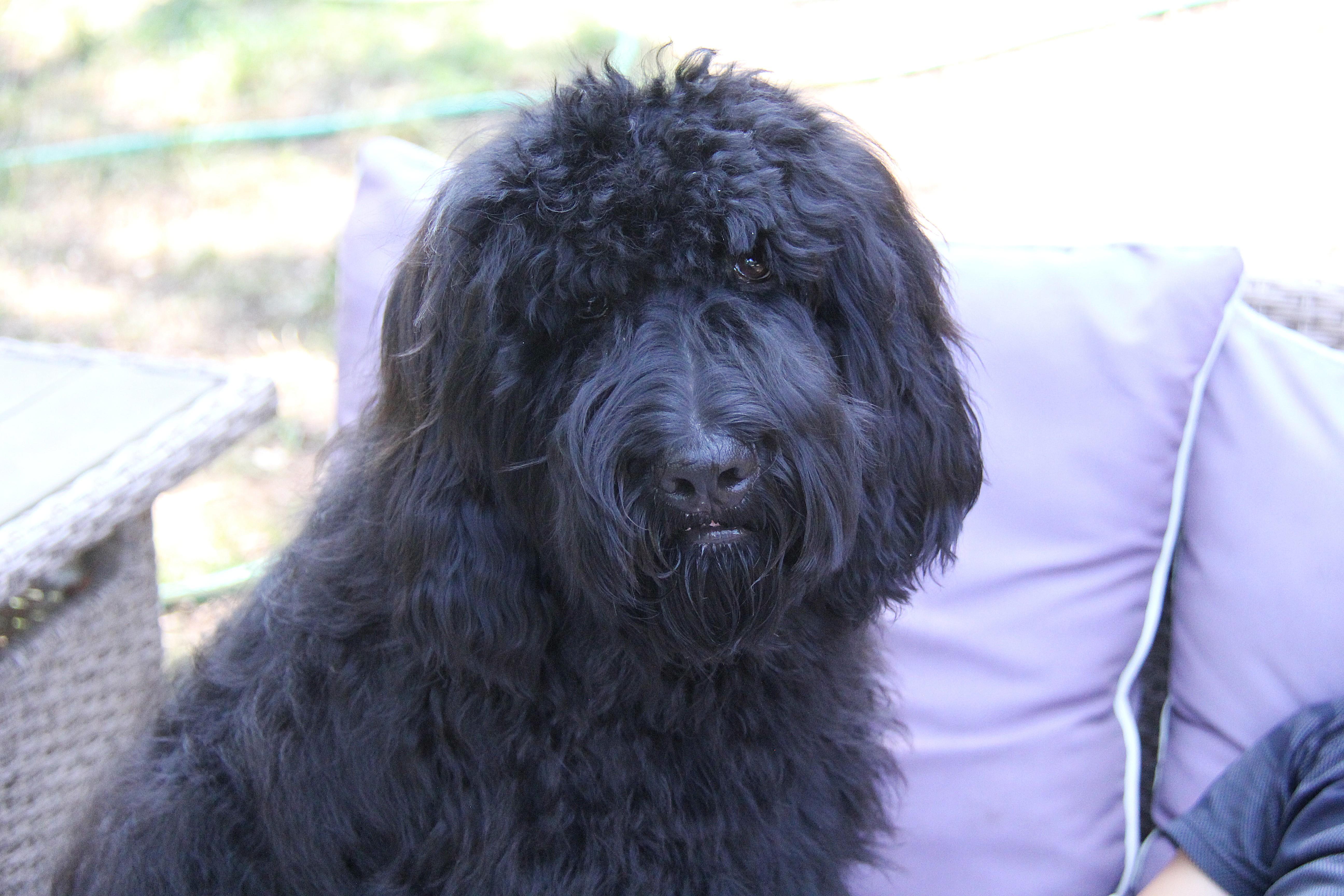 Sampson thumbnail 5