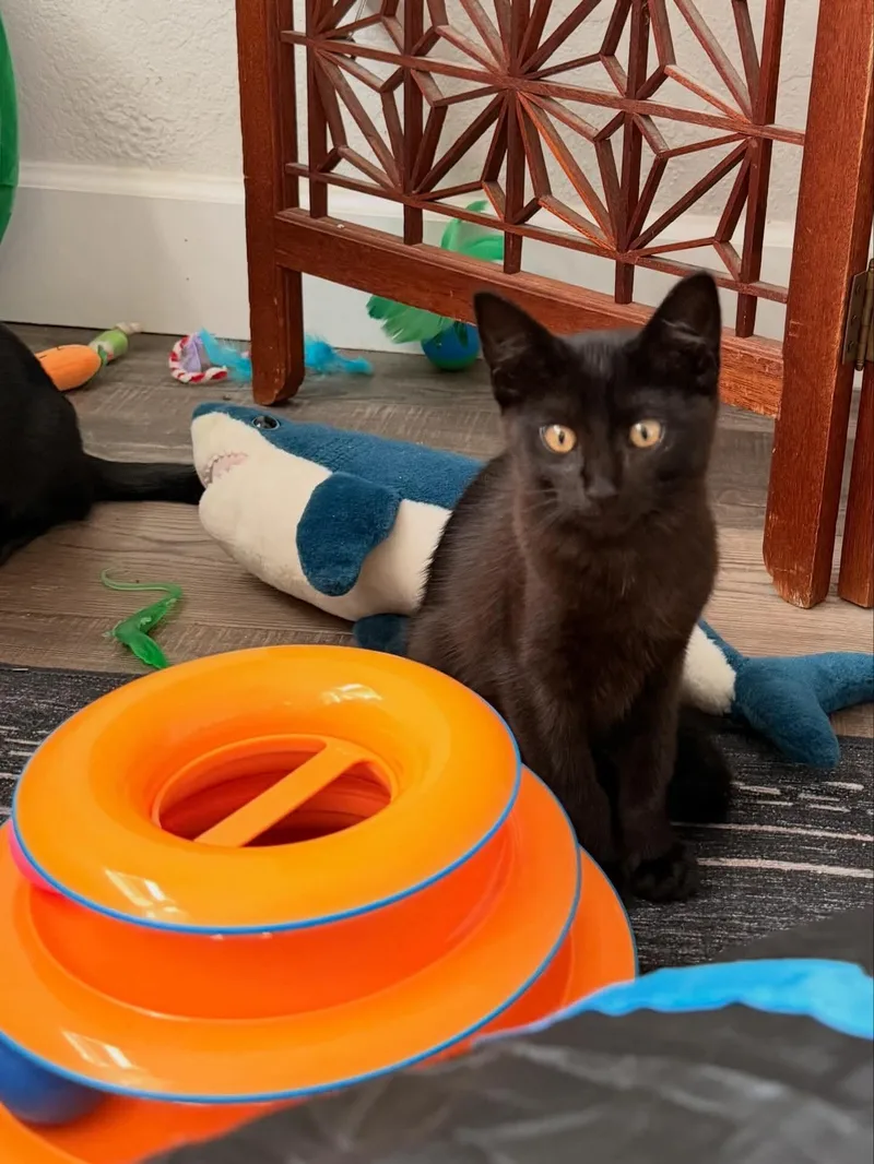 A baby medium-sized female Black Domestic Short Hair cat named Prue for adoption in Saint Pete Beach, FL