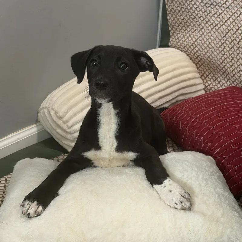 A baby medium-sized female Black Labrador Retriever dog named Leia for adoption in Watertown, CT