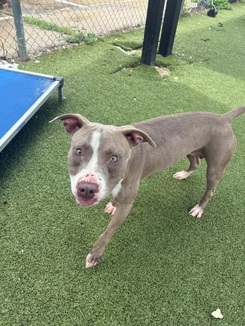 An adult medium-sized female Pit Bull Terrier dog named A for adoption in Pasadena, TX