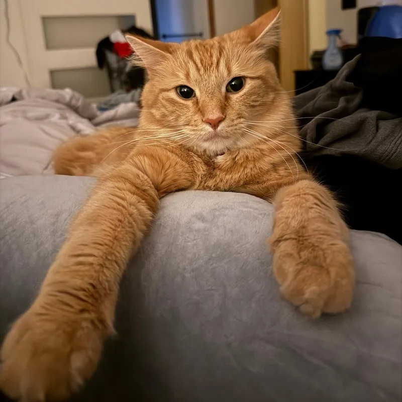 An adult large-sized male Domestic Medium Hair cat named Ozzie for adoption in South Elgin, IL