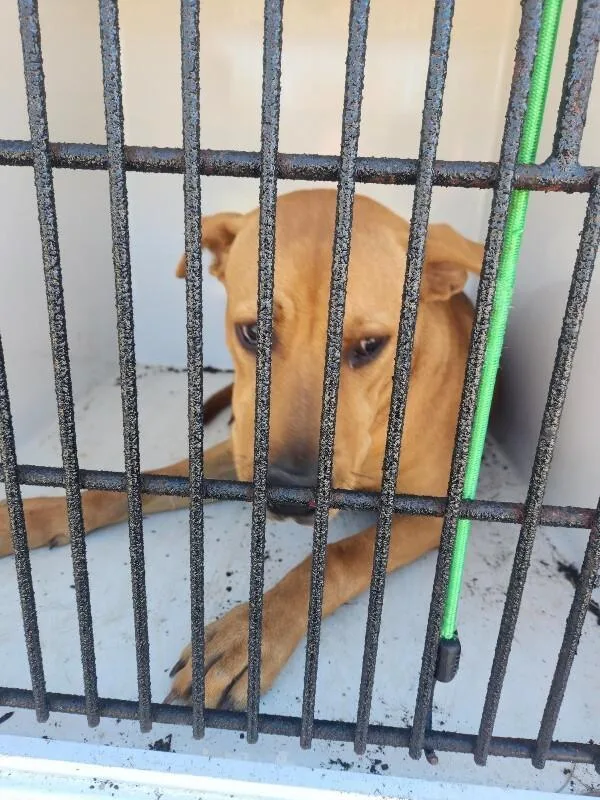 An adult large-sized male Red / Chestnut / Orange Mixed Breed dog named Stimpy for adoption in Mobile, AL