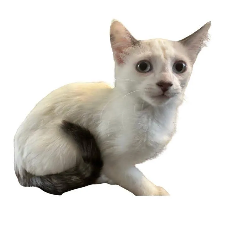 A baby medium-sized female Domestic Short Hair cat named Bird for adoption in Cloquet, MN