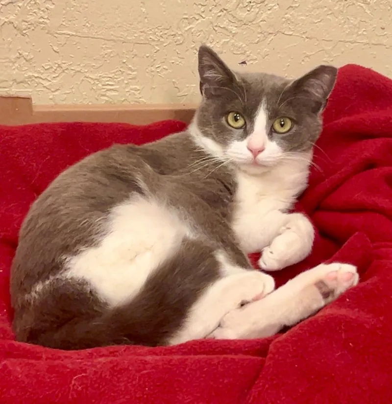 A young medium-sized female Domestic Short Hair cat named Princess Sour Patch for adoption in Salt Lake City, UT