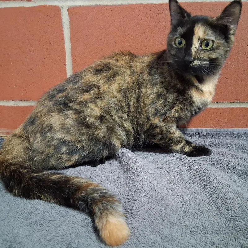 An adult medium-sized female Domestic Short Hair cat named Thomasina for adoption in Cabot, AR
