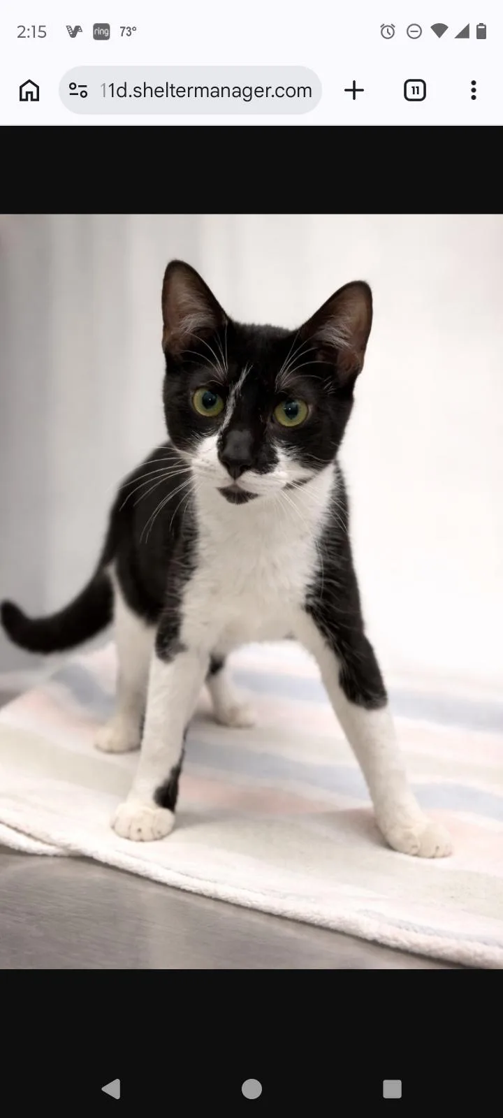 An adult medium-sized male Black & White / Tuxedo Domestic Short Hair cat named Billy Special needs CH for adoption in Rochester, NY