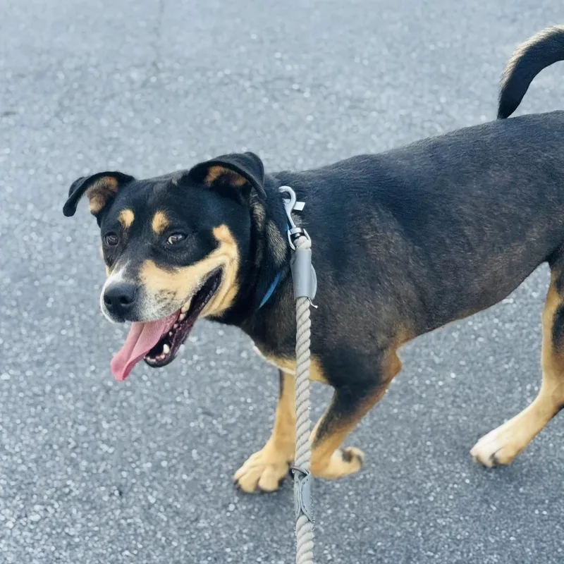 An adult medium-sized female Tricolor (Brown, Black, & White) Rottweiler dog named Sasha for adoption in CUMMING, GA