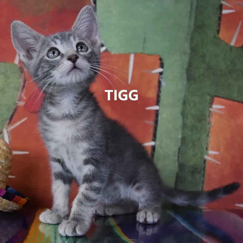 A baby small-sized male Gray / Blue / Silver Domestic Short Hair cat named Tigg for adoption in Yuma, AZ