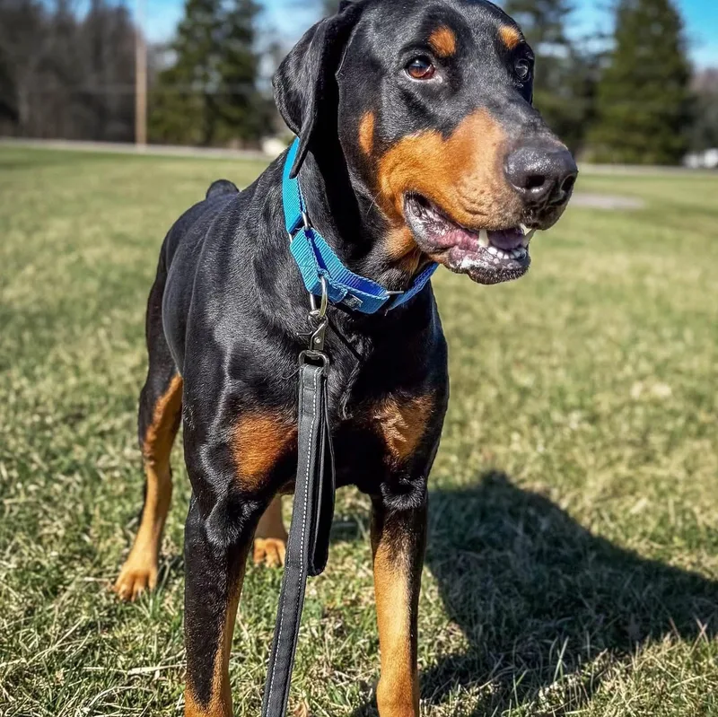 Dozer