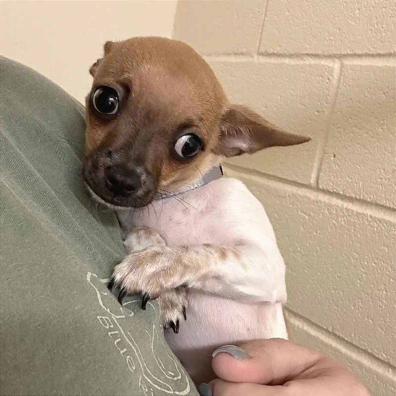 A baby small-sized female Brown / Chocolate Mixed Breed dog named Pinto Bean for adoption in Hendersonville, NC