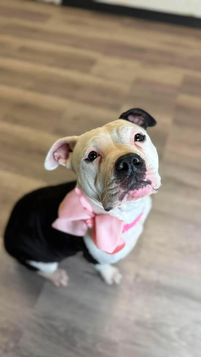 An adult large-sized female American Staffordshire Terrier dog named Musi for adoption in Arlee, MT