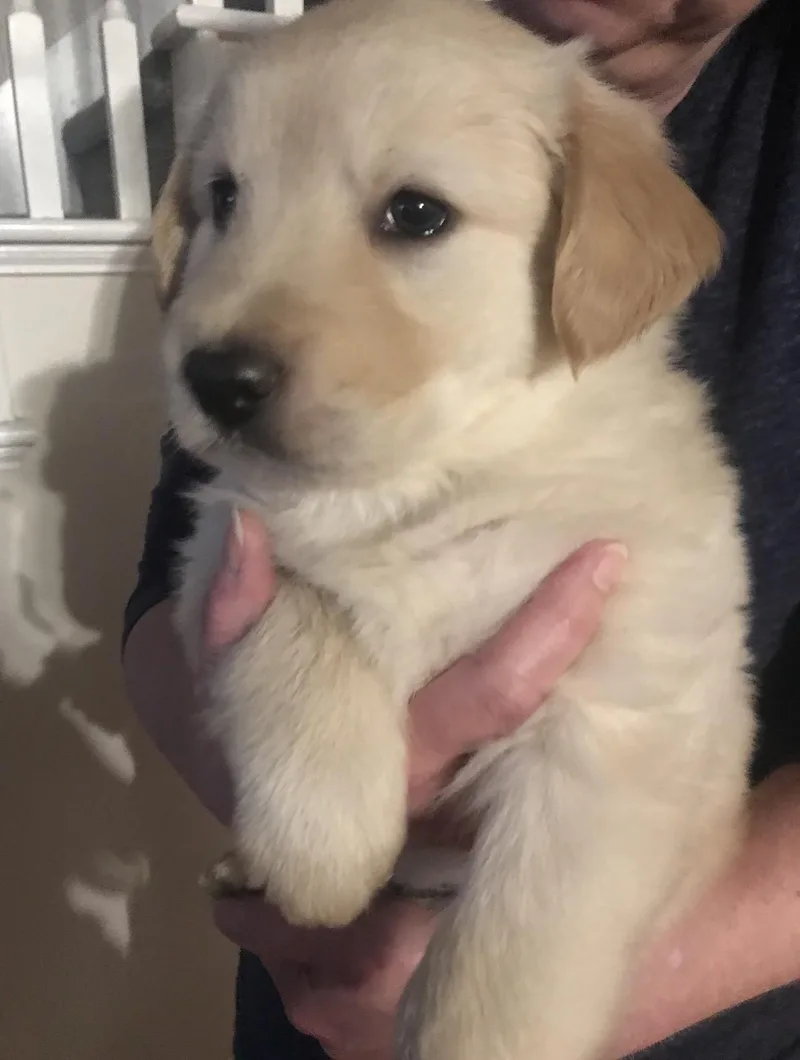 A young medium-sized male Golden Retriever dog named Cooper for adoption in Forney, TX