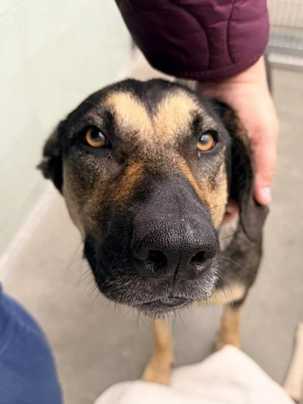 An adult large-sized female German Shepherd Dog dog named Kali for adoption in Novato, CA