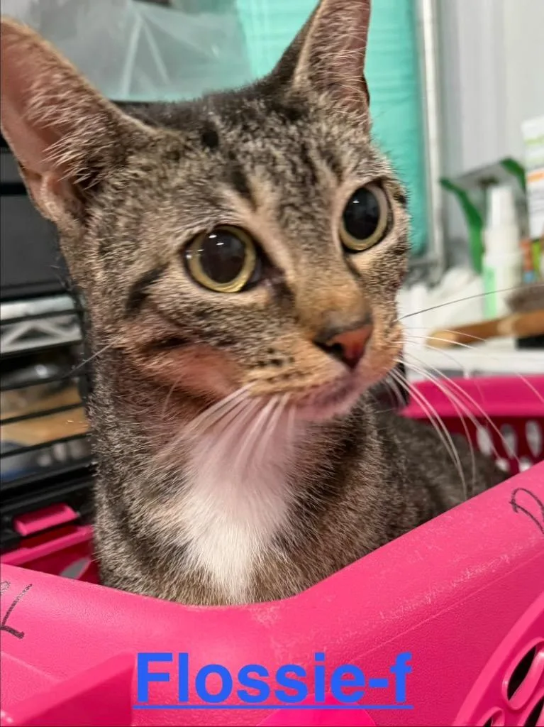 A young small-sized female Tabby cat named Flossy for adoption in Brookhaven, MS