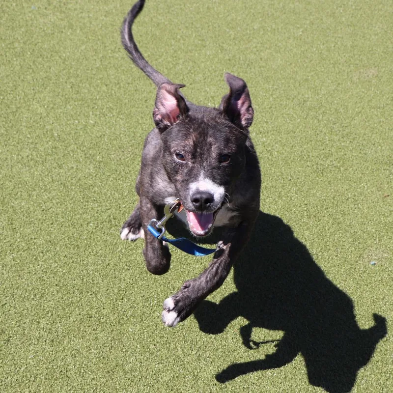 A young medium-sized male Tricolor (Brown, Black, & White) Mixed Breed dog named Rodney for adoption in Port Washington, NY