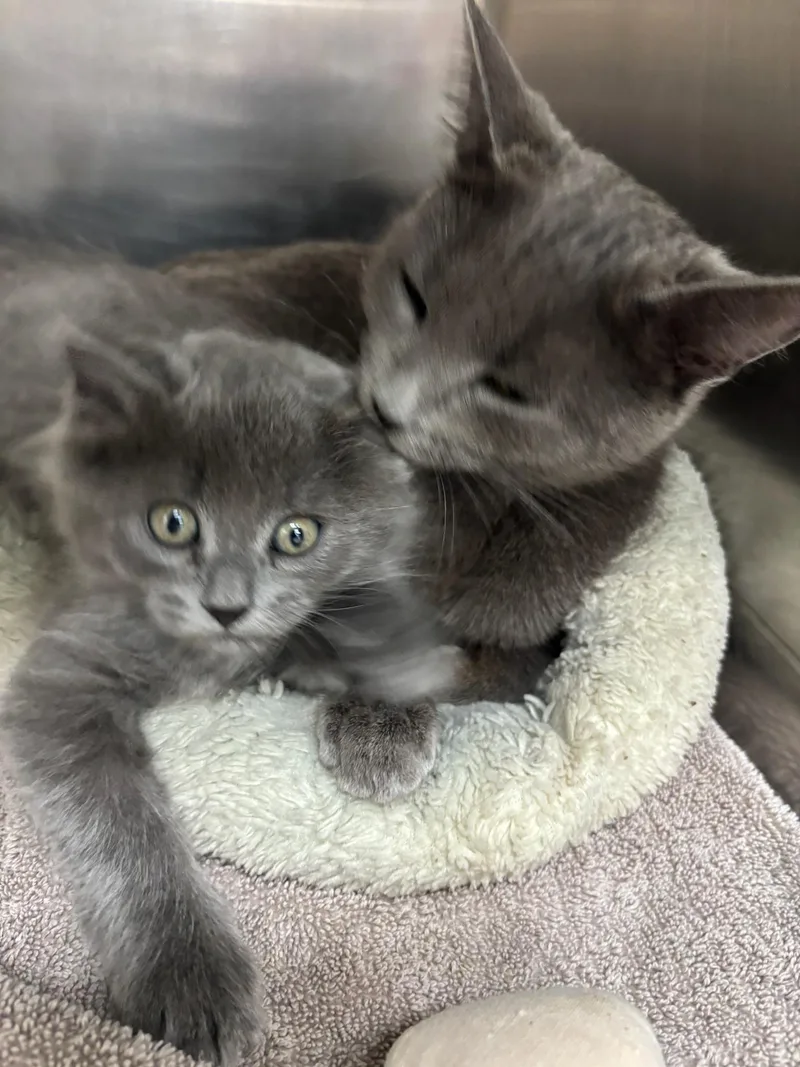 A young small-sized female Russian Blue cat named Milay for adoption in Kent, WA