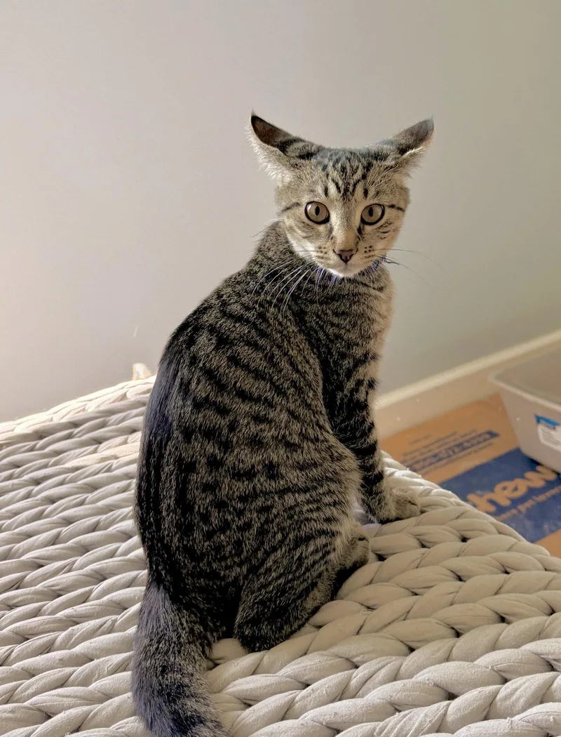 A baby medium-sized male Domestic Short Hair cat named Quatro for adoption in Walled Lake, MI