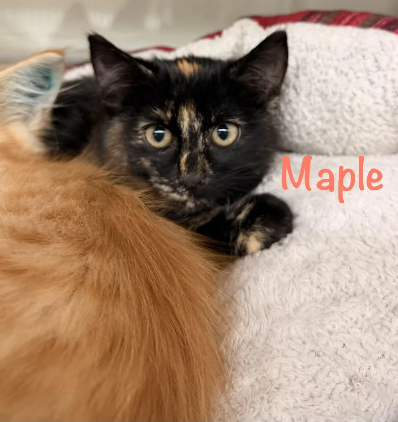 A baby medium-sized female Tortoiseshell cat named Maple for adoption in Crescent City, CA