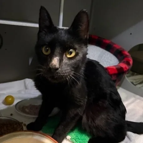 An adult large-sized male Black Domestic Short Hair cat named Noir for adoption in Honesdale, PA