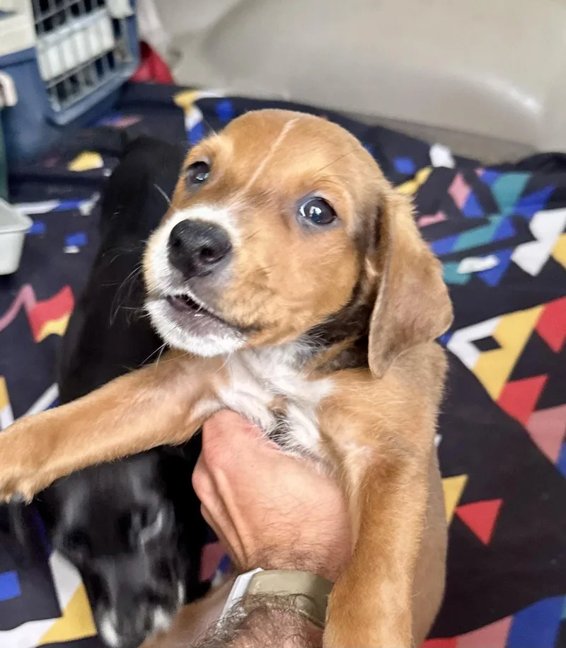 A baby small-sized female Terrier dog named Wonton for adoption in Lake Hopatcong, NJ
