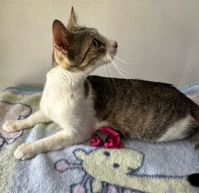 Meredith thumbnail 2