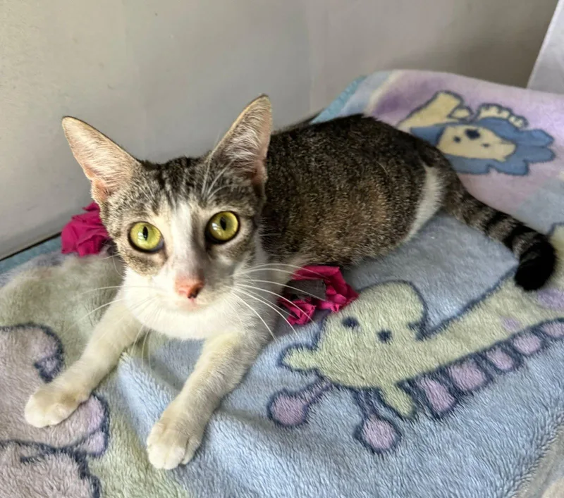 Meredith thumbnail 3