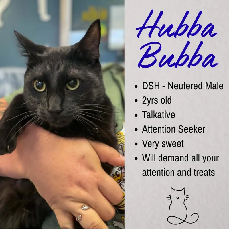 An adult medium-sized male Black Domestic Short Hair cat named Hubba Bubba for adoption in Junction City, KS