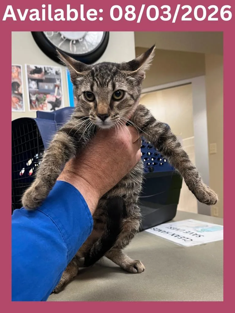 A baby medium-sized female Domestic Short Hair cat named Cat Condo for adoption in Greenville, TX