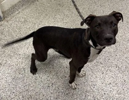 A young medium-sized male Black Pit Bull Terrier dog named Ramsey for adoption in Kansas City, MO