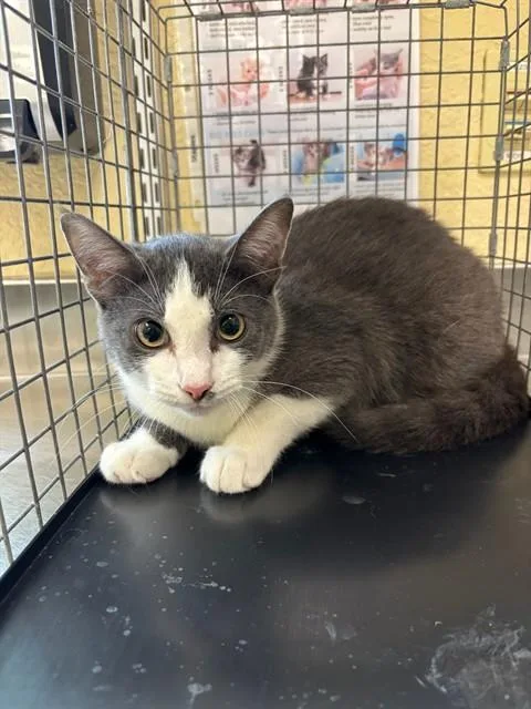 A young small-sized male Domestic Short Hair cat named Charlie for adoption in Fort Myers, FL