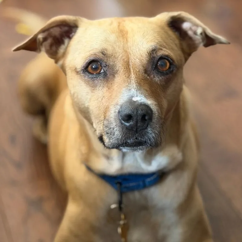 Odie