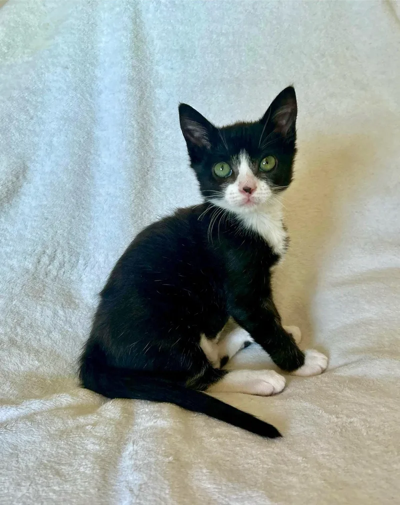A baby medium-sized female Black & White / Tuxedo Tuxedo cat named Melody for adoption in Oakley, CA
