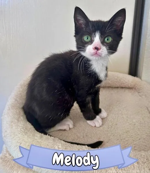 Melody thumbnail 2