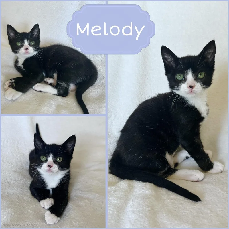 Melody thumbnail 3