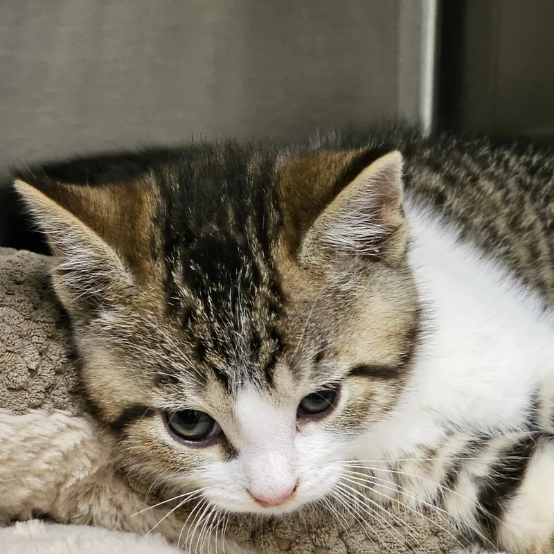 A baby medium-sized male Tabby (Buff / Tan / Fawn) Domestic Short Hair cat named Gus for adoption in Stratford, CT