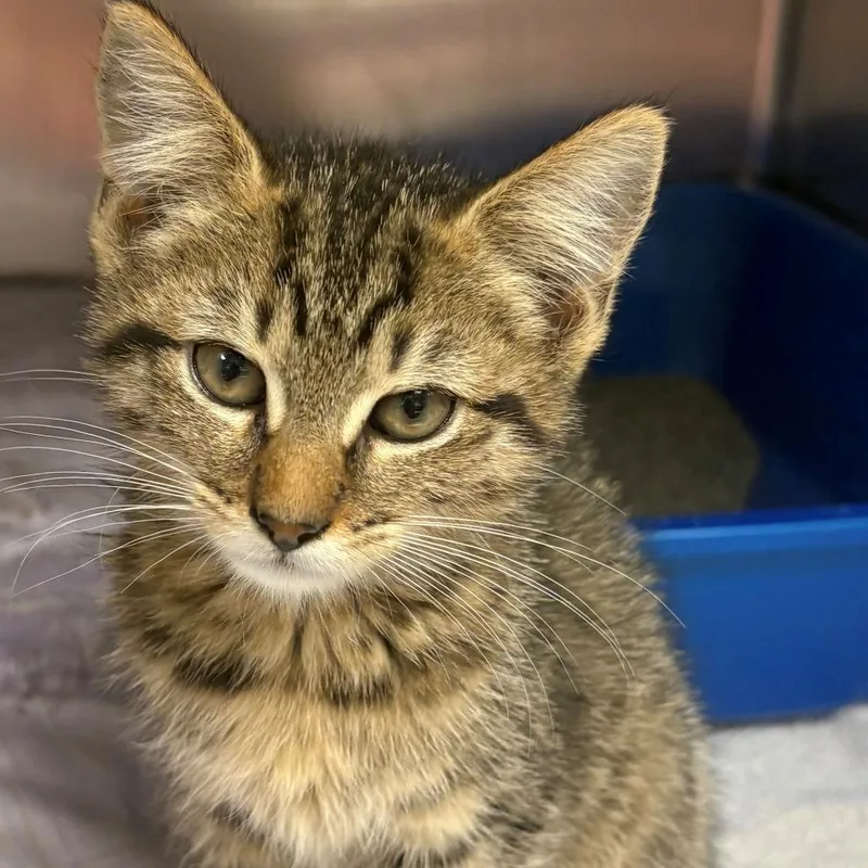 A baby small-sized female Brown / Chocolate Domestic Short Hair cat named Cindy for adoption in East Hanover, NJ