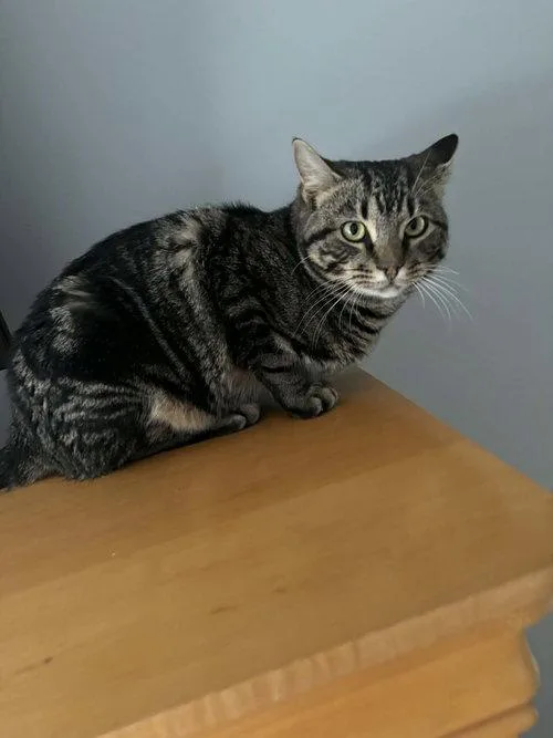 A young medium-sized male Tabby cat named Tundra for adoption in Mount Royal, NJ