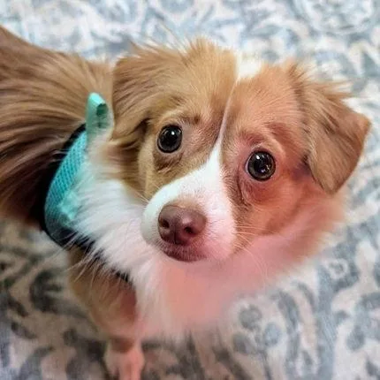 Pippi thumbnail 3
