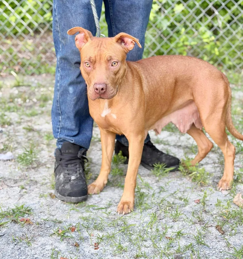 An adult medium-sized female American Staffordshire Terrier dog named Athena for adoption in Elizabethtown, NC