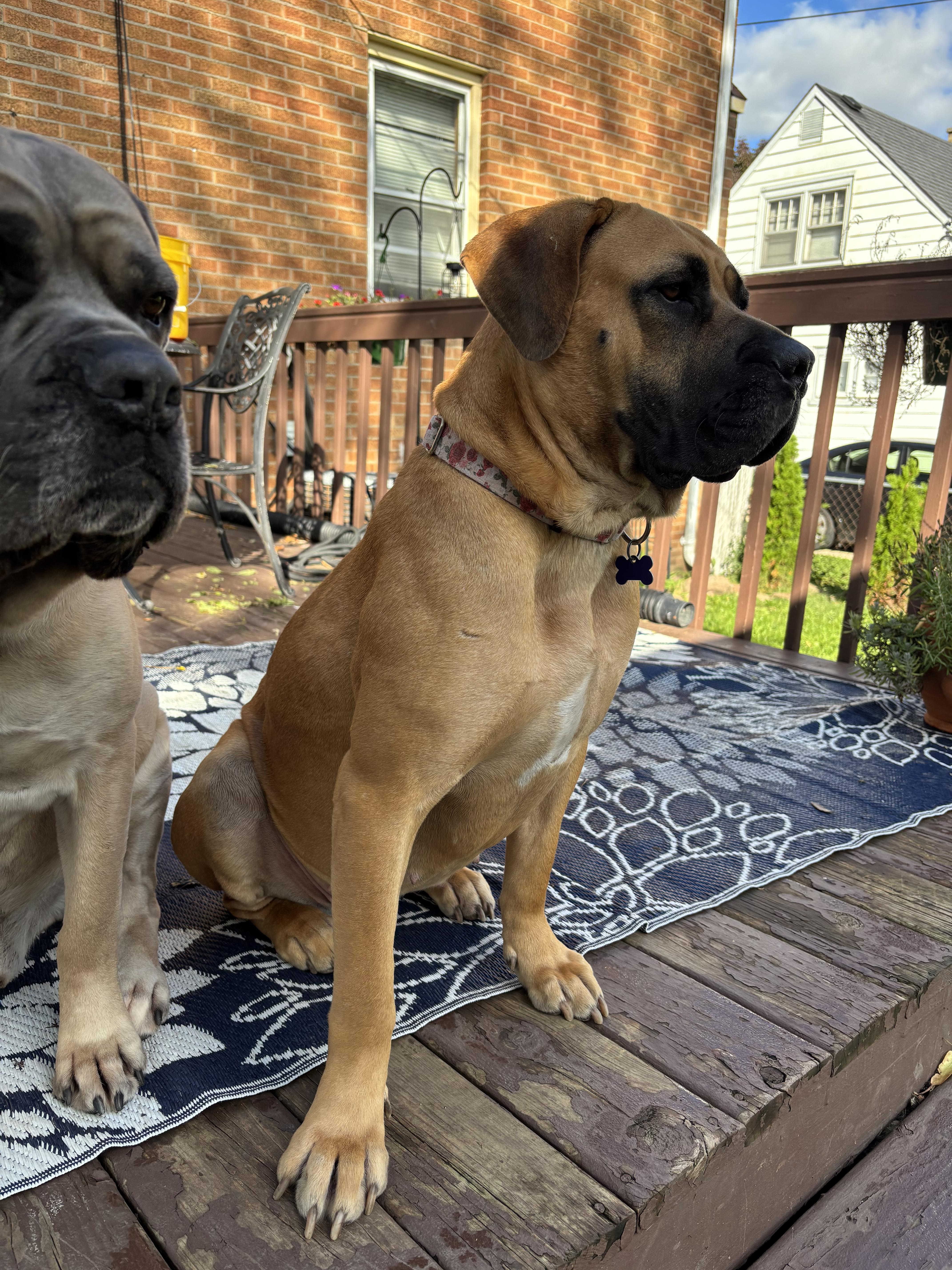 A young extra large-sized female Yellow / Tan / Blond / Fawn Boerboel dog named Honey for adoption in Pottersville, NJ