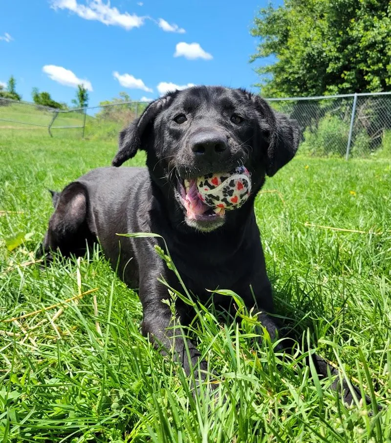 An adult large-sized female Black Labrador Retriever dog named Mya for adoption in Lisbon, OH