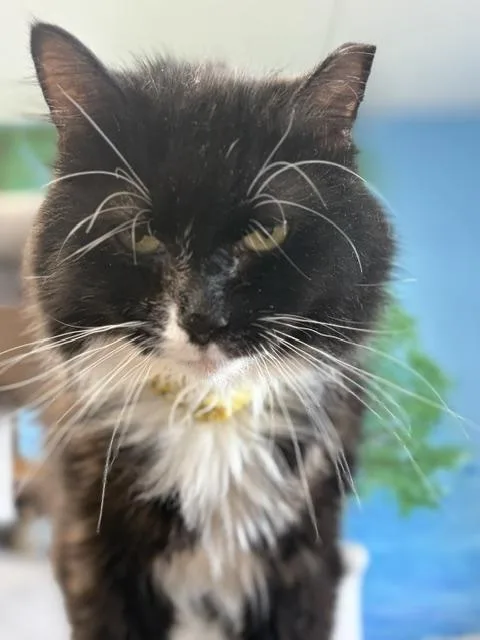 An adult medium-sized male Black & White / Tuxedo Domestic Long Hair cat named Charlie for adoption in Towanda, PA