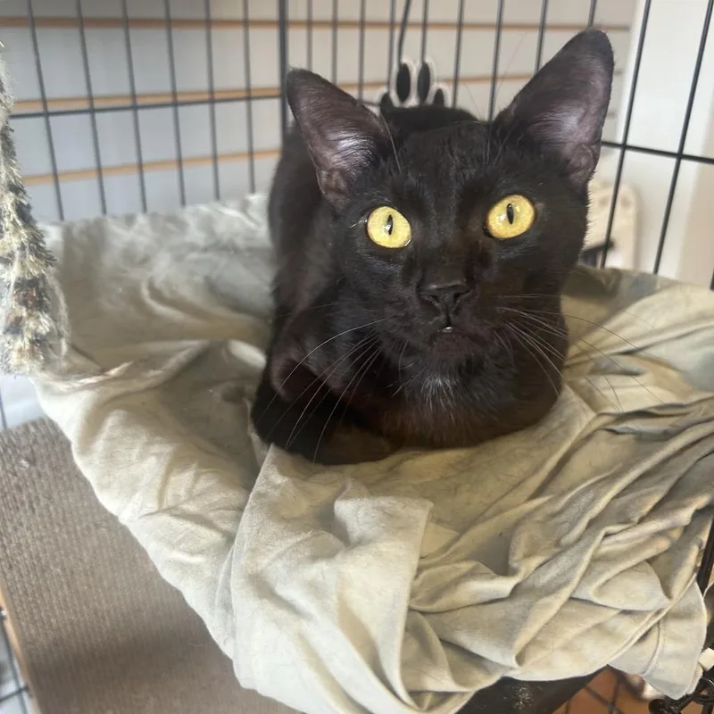 A young medium-sized male Black Domestic Short Hair cat named Igor for adoption in Little Rock, AR