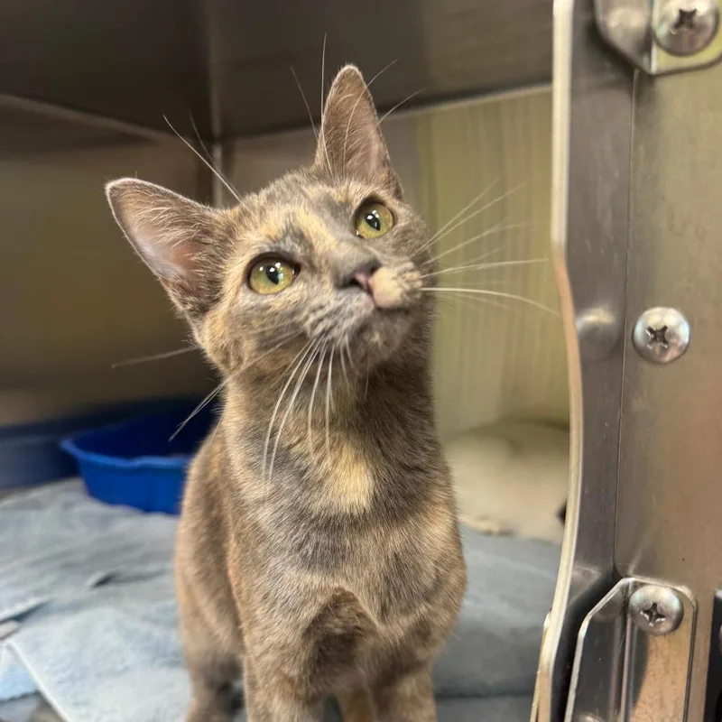 A young medium-sized female Domestic Short Hair cat named Riley for adoption in Kyle, TX