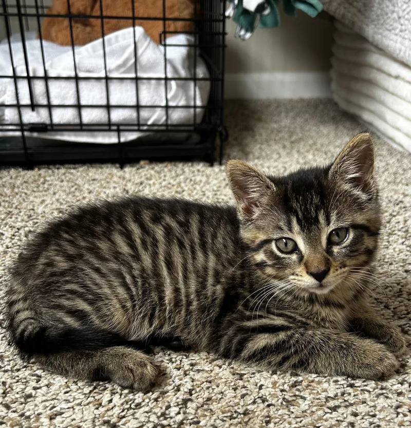 A young medium-sized female Tabby (Tiger Striped) Domestic Short Hair cat named Pixie for adoption in Grayslake, IL