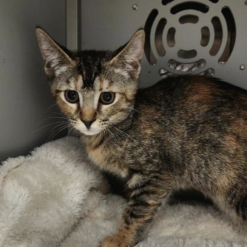 A baby small-sized female Torbie Domestic Short Hair cat named Oaklee for adoption in Columbus, NC