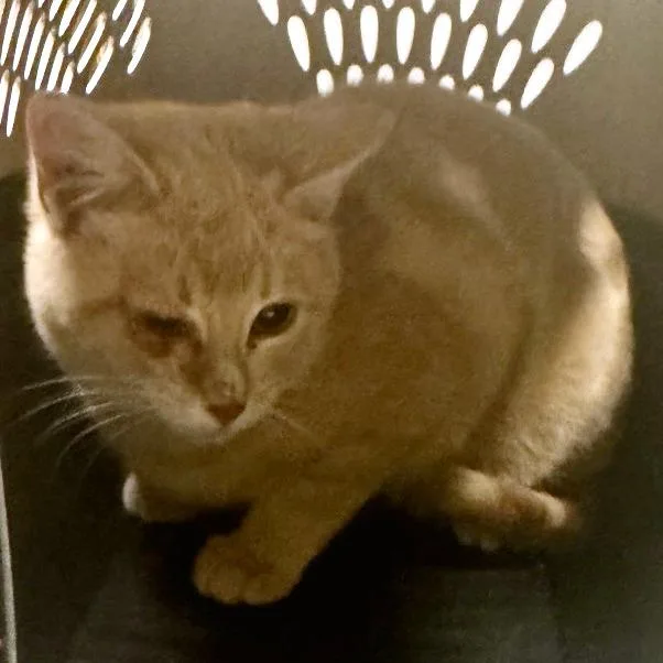 A young medium-sized male Buff / Tan / Fawn Domestic Short Hair cat named Casper for adoption in Baltimore, MD