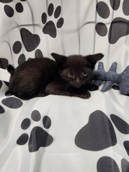 A baby small-sized male Domestic Short Hair cat named Snacks for adoption in Chatsworth, CA