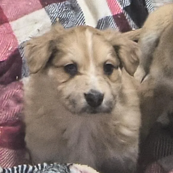 A baby small-sized female Brown / Chocolate Shepherd dog named June Bug for adoption in Flintstone, MD