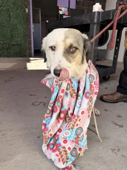 A young medium-sized male White / Cream Mixed Breed dog named 61081609 for adoption in El Paso, TX